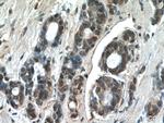 JUN Antibody in Immunohistochemistry (Paraffin) (IHC (P))