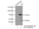 JUN Antibody in Immunoprecipitation (IP)