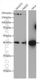 JUN Antibody in Western Blot (WB)