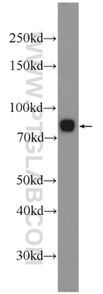 INTU Antibody in Western Blot (WB)