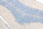 DHX35 Antibody in Immunohistochemistry (Paraffin) (IHC (P))