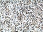 ADAMTS12 Antibody in Immunohistochemistry (Paraffin) (IHC (P))