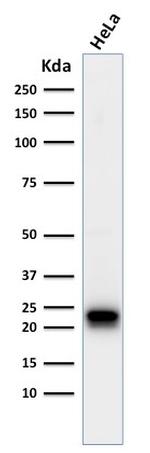 Ferritin, Heavy Chain (FTH) Antibody in Western Blot (WB)