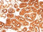 Ferritin, Heavy Chain (FTH) (Microglia Marker) Antibody in Immunohistochemistry (Paraffin) (IHC (P))