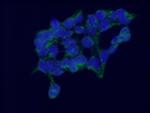 C6orf182 Antibody in Immunocytochemistry (ICC/IF)