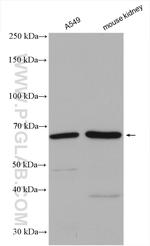 C6orf182 Antibody in Western Blot (WB)