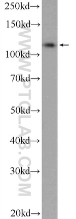 C10orf28 Antibody in Western Blot (WB)