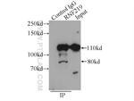 RNF219 Antibody in Immunoprecipitation (IP)