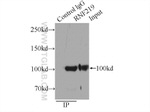 RNF219 Antibody in Immunoprecipitation (IP)