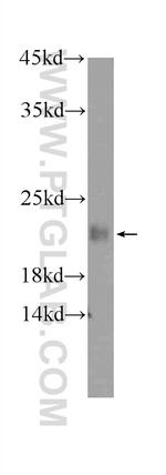 KHDC3L Antibody in Western Blot (WB)