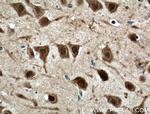 HuD Antibody in Immunohistochemistry (Paraffin) (IHC (P))