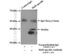 HuD Antibody in Immunoprecipitation (IP)