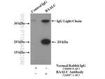 BAALC Antibody in Immunoprecipitation (IP)