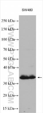 TNFRSF6B Antibody in Western Blot (WB)