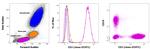 CD3 Antibody in Flow Cytometry (Flow)