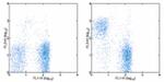 CD5 Antibody in Flow Cytometry (Flow)