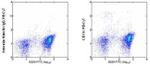 CD11c Antibody in Flow Cytometry (Flow)