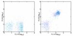 CD19 Antibody in Flow Cytometry (Flow)