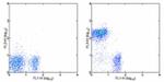 CD45R (B220) Antibody in Flow Cytometry (Flow)