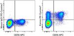 EOMES Antibody in Flow Cytometry (Flow)