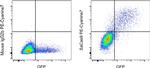 Staphylococcus aureus Cas9 Antibody in Flow Cytometry (Flow)