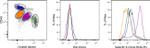 Galectin 9 Antibody