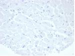 Alkaline Phosphatase (Placental)/PLAP (Germ Cell Tumor Marker) Antibody in Immunohistochemistry (Paraffin) (IHC (P))