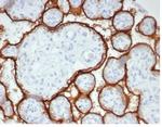 Alkaline Phosphatase (Placental)/PLAP (Germ Cell Tumor Marker) Antibody in Immunohistochemistry (Paraffin) (IHC (P))