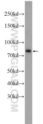 SP2 Antibody in Western Blot (WB)