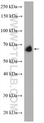 SP2 Antibody in Western Blot (WB)