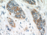 FGFBP1 Antibody in Immunohistochemistry (Paraffin) (IHC (P))