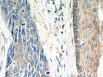 FGFBP1 Antibody in Immunohistochemistry (Paraffin) (IHC (P))