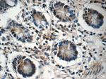 ZC3H12A Antibody in Immunohistochemistry (Paraffin) (IHC (P))