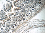 ZC3H12A Antibody in Immunohistochemistry (Paraffin) (IHC (P))