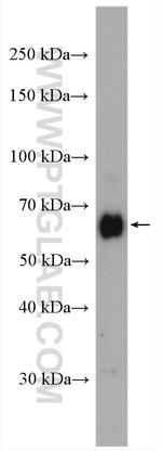 ZC3H12A Antibody in Western Blot (WB)