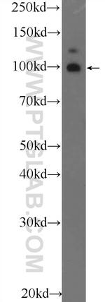 TSHZ3 Antibody in Western Blot (WB)