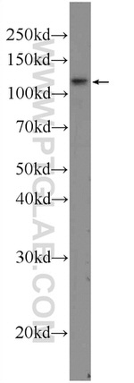 TSHZ3 Antibody in Western Blot (WB)