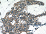 RelB Antibody in Immunohistochemistry (Paraffin) (IHC (P))