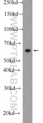 RelB Antibody in Western Blot (WB)