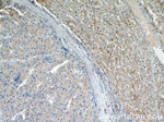 ARMETL1 Antibody in Immunohistochemistry (Paraffin) (IHC (P))