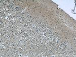 ARMETL1 Antibody in Immunohistochemistry (Paraffin) (IHC (P))