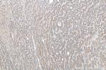 ARMETL1 Antibody in Immunohistochemistry (Paraffin) (IHC (P))