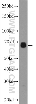 NAS1/SLC13A1 Antibody in Western Blot (WB)