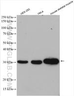 CAPZB Antibody in Western Blot (WB)