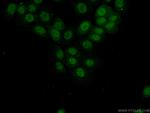 C19orf57 Antibody in Immunocytochemistry (ICC/IF)