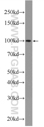 C19orf57 Antibody in Western Blot (WB)