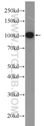 C19orf57 Antibody in Western Blot (WB)