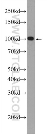 C19orf57 Antibody in Western Blot (WB)