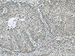 NR1H4 Antibody in Immunohistochemistry (Paraffin) (IHC (P))