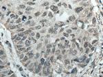 NR1H4 Antibody in Immunohistochemistry (Paraffin) (IHC (P))